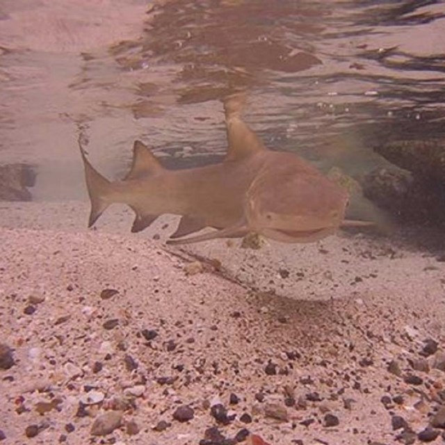 Leopard sharks under water 