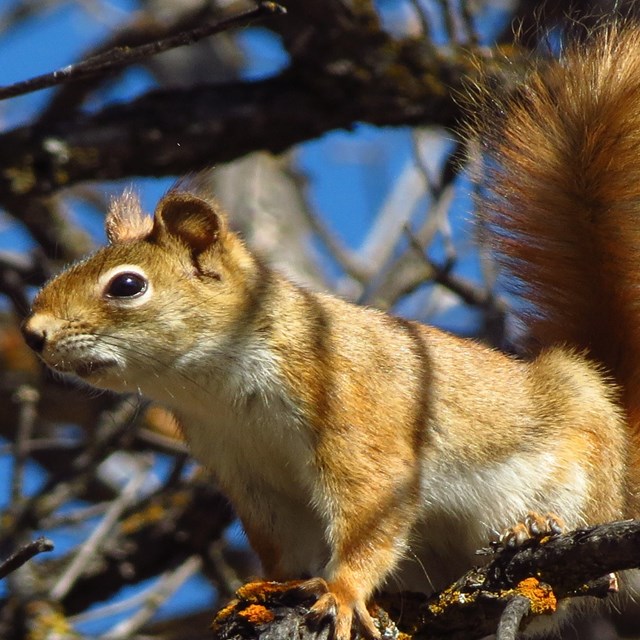 Red squirrel 