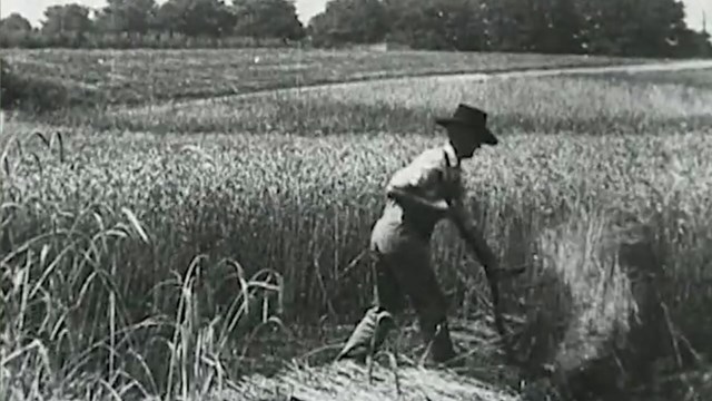 Man with harrow swipes at wheat.