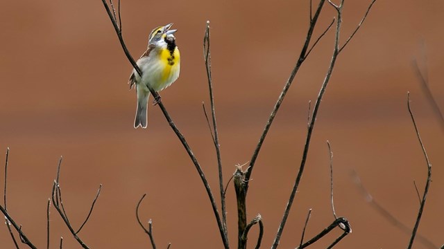 Bird sitting on a branch