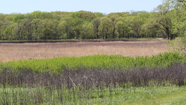 Prairie and woodland ecosystems