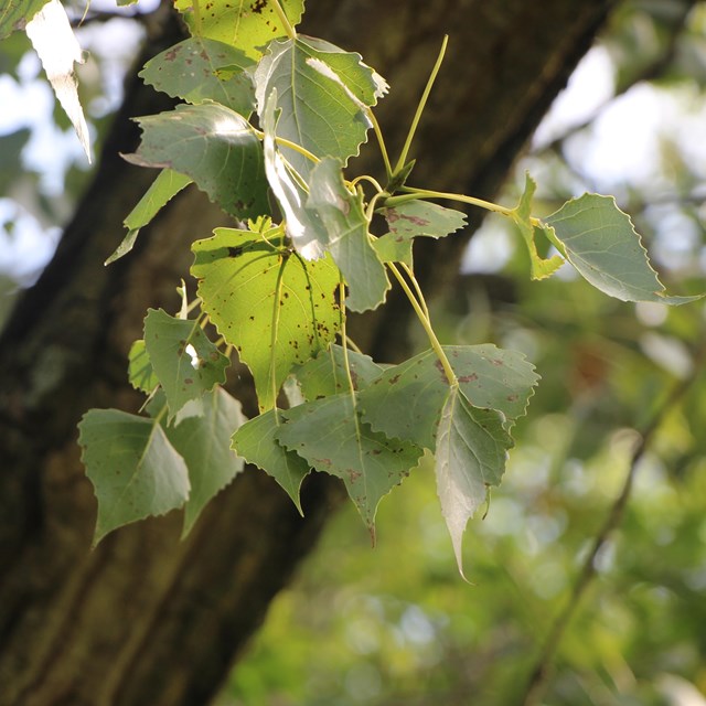 Close up of cottonwood leaves