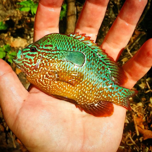 Longear sunfish