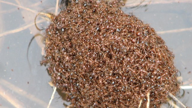 large colony of red ants float on sticks in pond