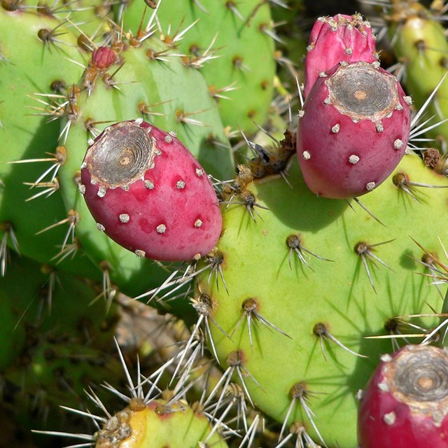 Prickly pear with fruit/tunas. By Stan Shebs