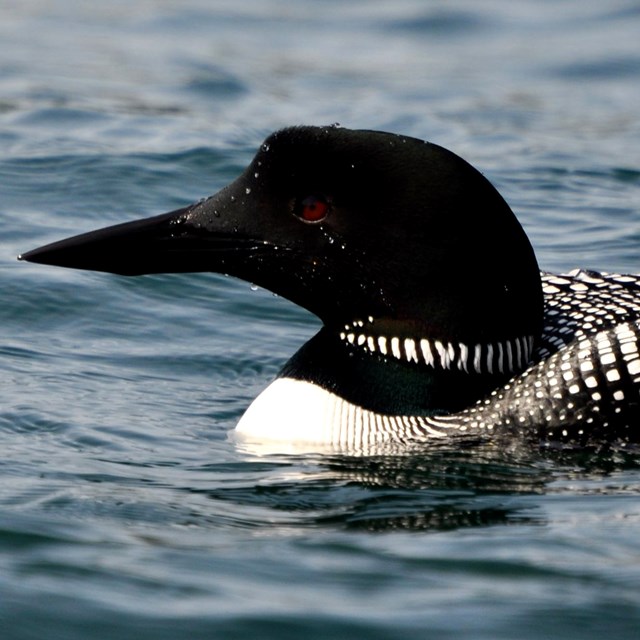 A mostly black loon with a white chest and sharp beak floating in water