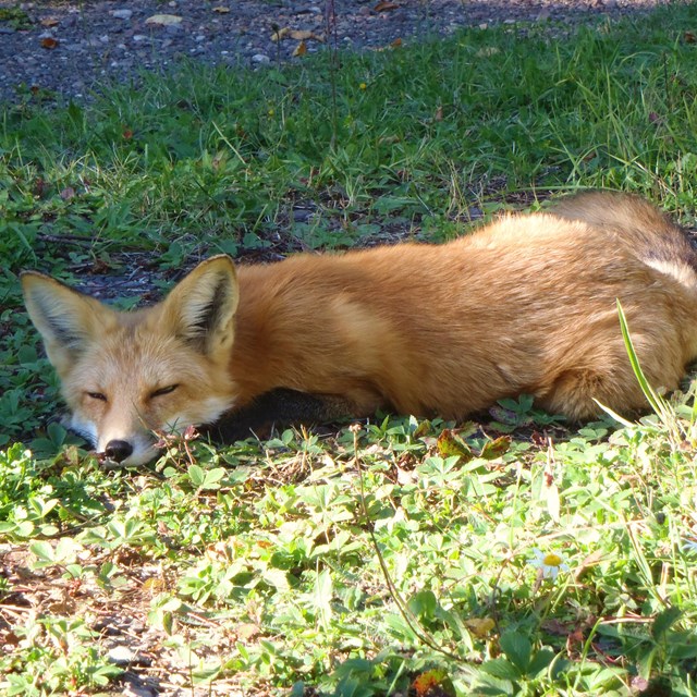 A red fox lays on the grass sleeping