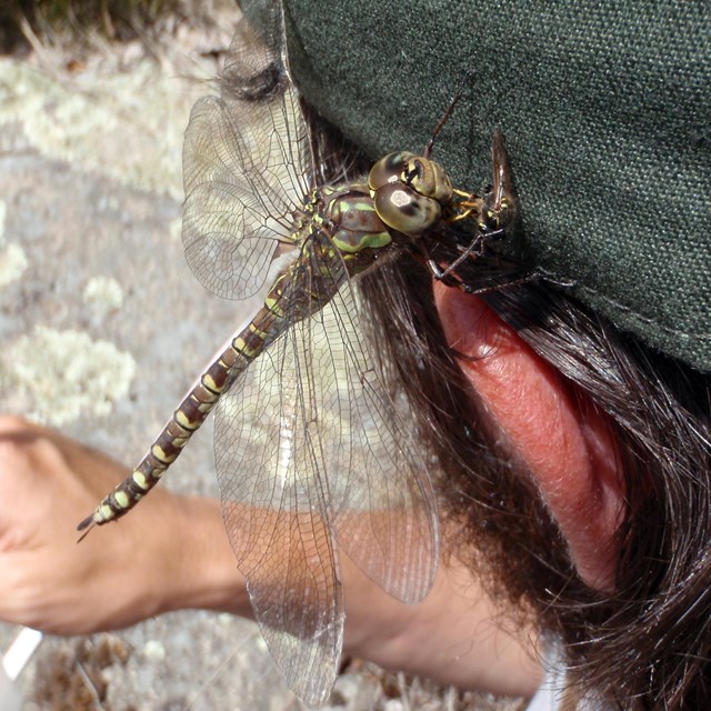 Lance-tipped darter dragonfly eating a wasp on an NPS employee's ballcap