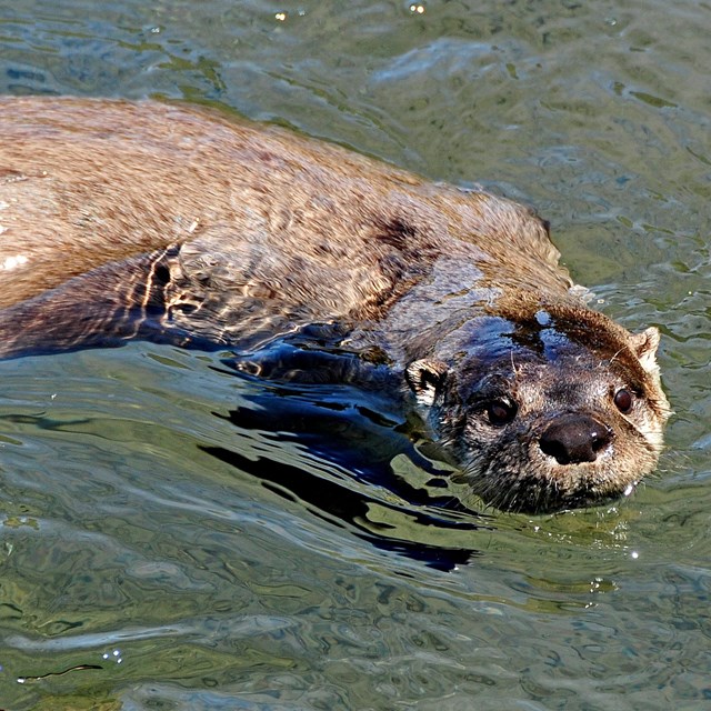 Two Northern River Otters swim in Lake Superior. 