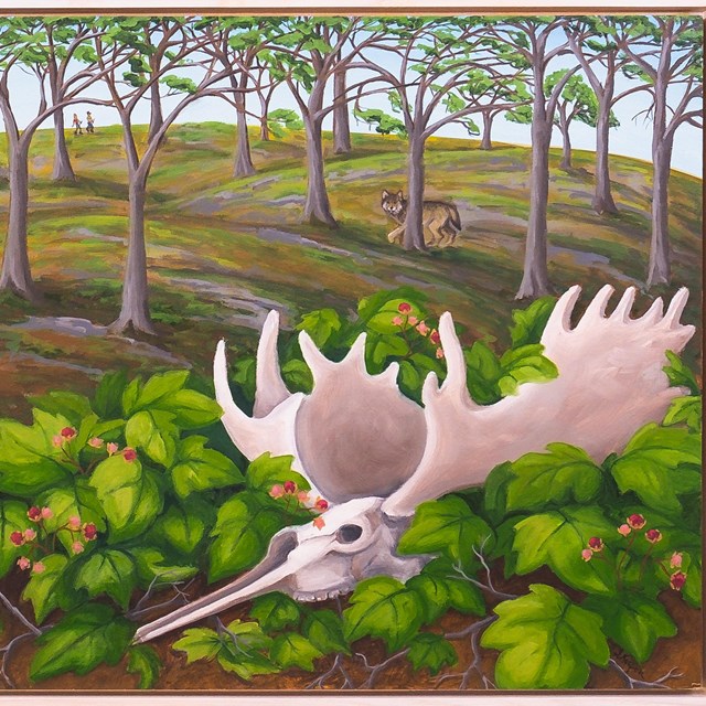 A painting of a moose skull with antlers on the ground surrounded by thimbleberry plants and trees. 