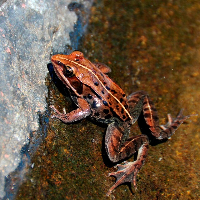 Wood frog sitting on a rock near water.