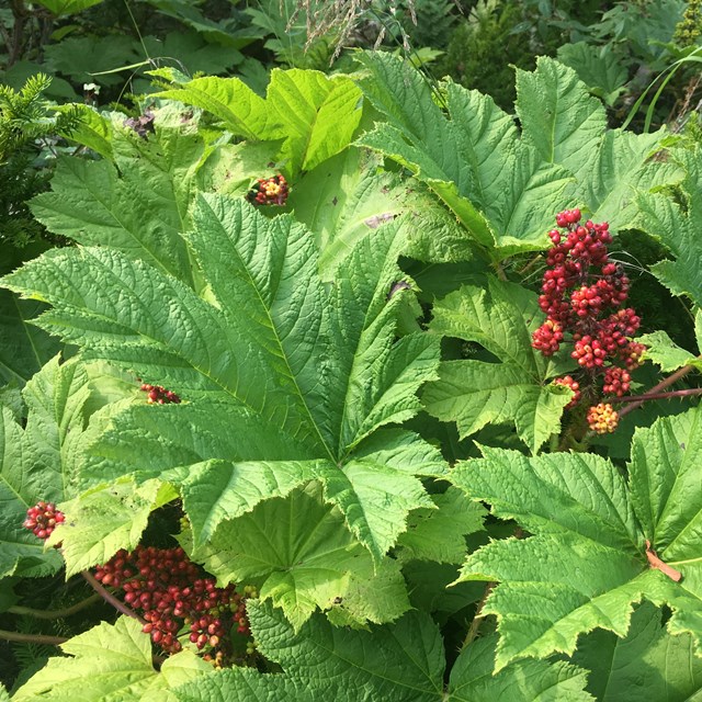 A large leaf of Devil's Club with red berries