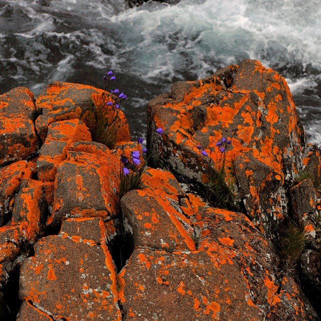 A rock covered in bright orange lichen