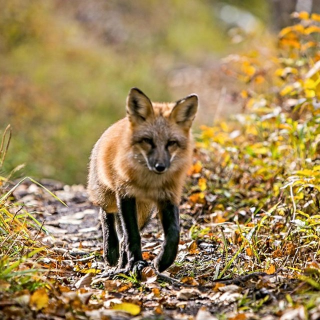 Red fox prances on an Isle Royale trail.