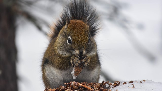 A red squirrel sits on top of its midden and eats pine seeds from a pinecone.