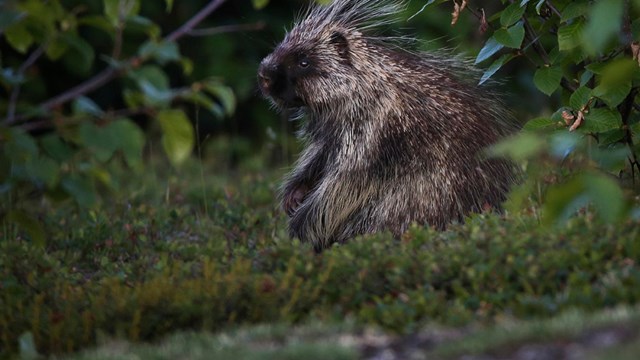 A porcupine sits in grass between bushes in between meals. 