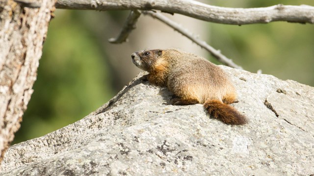 A Yellow-bellied Marmot lays in the sun on a rock next to a ponderosa pine