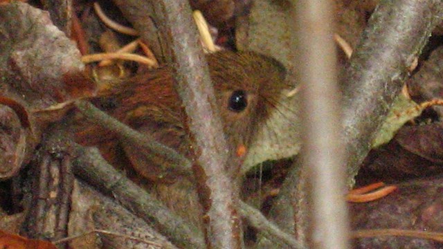 A red backed vole peaks through the underbrush. these small rodents are rarely seen during the day.