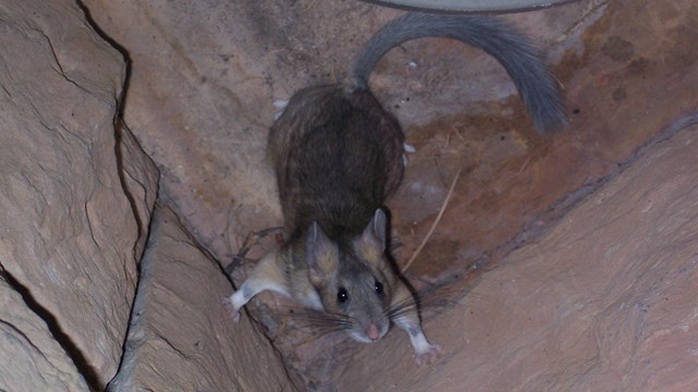 An acrobatic bushy-tailed woodrat climbs down the cave wall.