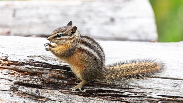 A least chipmunk stops on a log to nibble on a seed or nut
