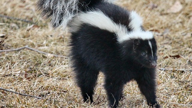 A striped skunk walks through an open meadow. it holds its tail halfway up showing it is uneasy