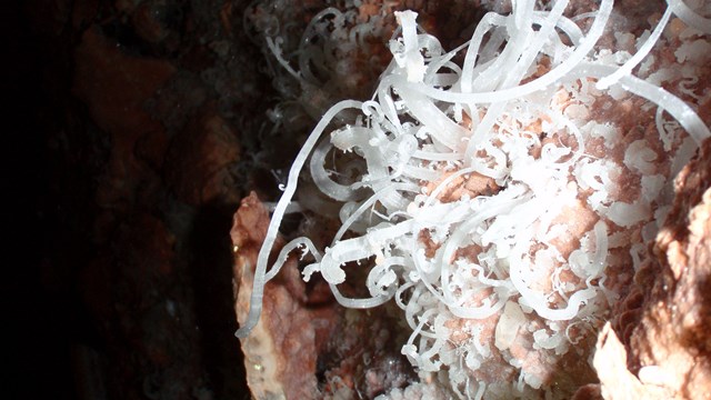 A gypsum flower, a type of cave formation