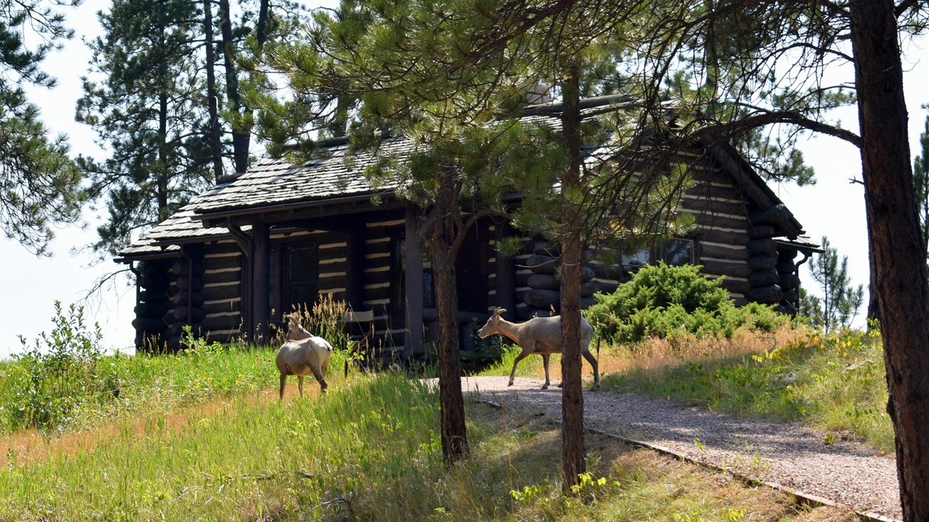 Two bighorn rams lounge on top of a hill next to a ponderosa pine in winter