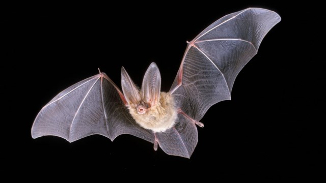 A townsends big eared bat flies against a black backround