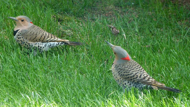 Two female northern flickers stand in a vibrant green grassy spot