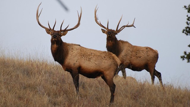 Two bull elk stand broadside on a brown hilltop 