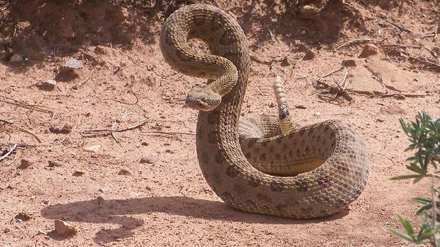 A prairie rattlesnake stand defensively ready to strike