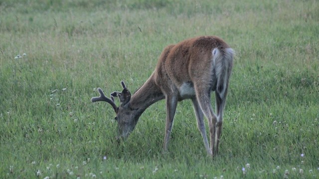 A young whitetail buck in velvet grazes in a meadow. 