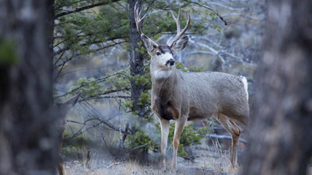 A mule deer buck stands in a ponderosa pine forest