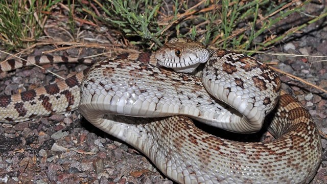 A Bull Snake lays coiled up in a grassy environment