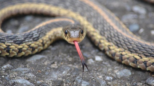 A common garter snake flicks its forked tongue to investigate whats going on around it