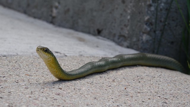 A green snake with a yellow belly slithers across pavement