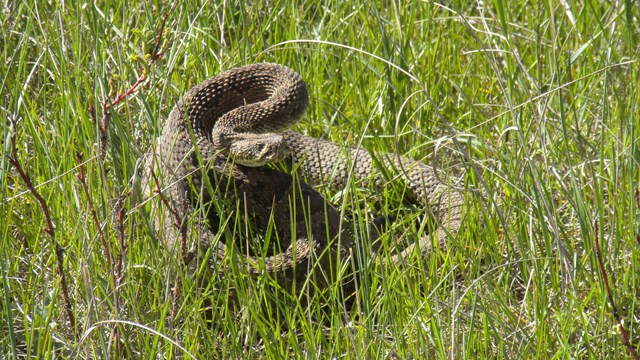 a prairie rattlesnake sits coiled up in a defensive posture in a green grassy field 