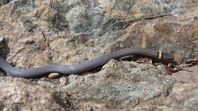A black snake with a yellow ring on its neck slithers across rocks