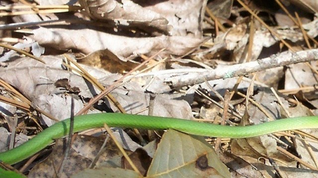 A vibrant green snake slithers across dead leaves on the floor of a forest