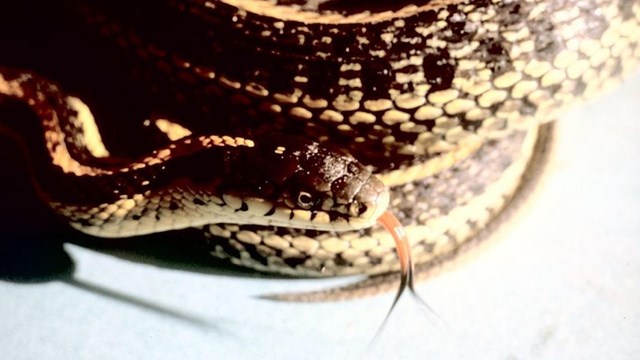 a dark colored snake sits tightly coiled up