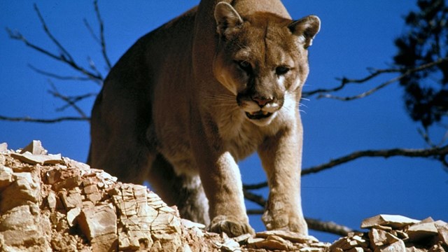 A large mountain lion looks down from the top of a rock face.