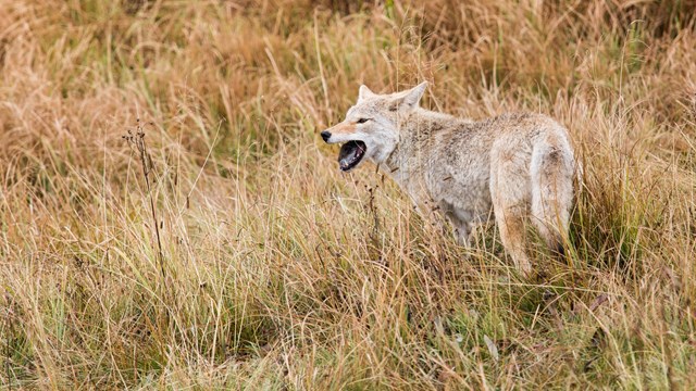 A coyote eats a small rodent in a grassland ecosystem. 