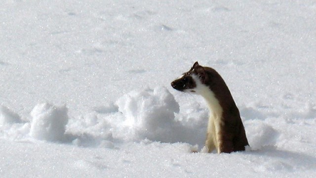 A long-tailed weasel pops out of the snow. 