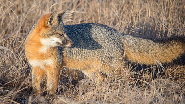 A gray fox stands in a grassland and looks backwards