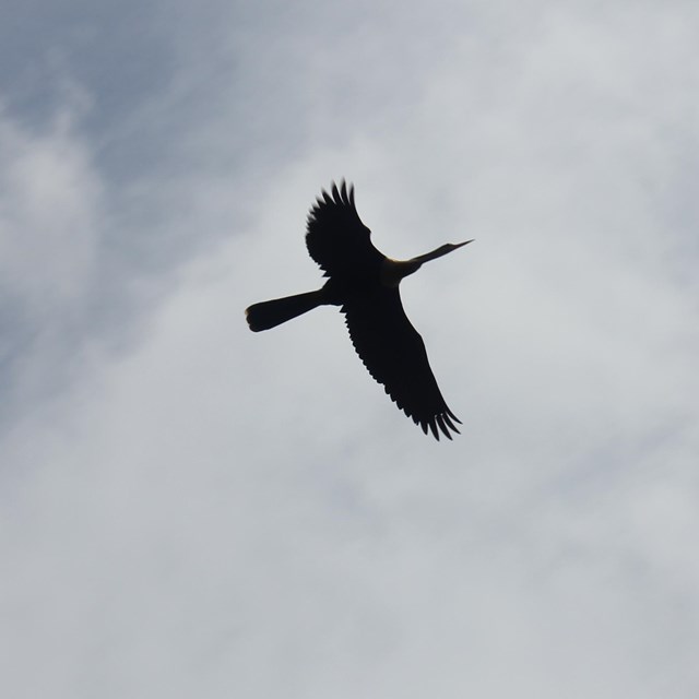 Bird soars with its wings extended in a cloudy sky.