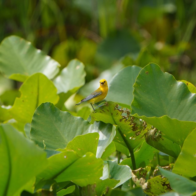 A small yellow bird perches on a green plant.
