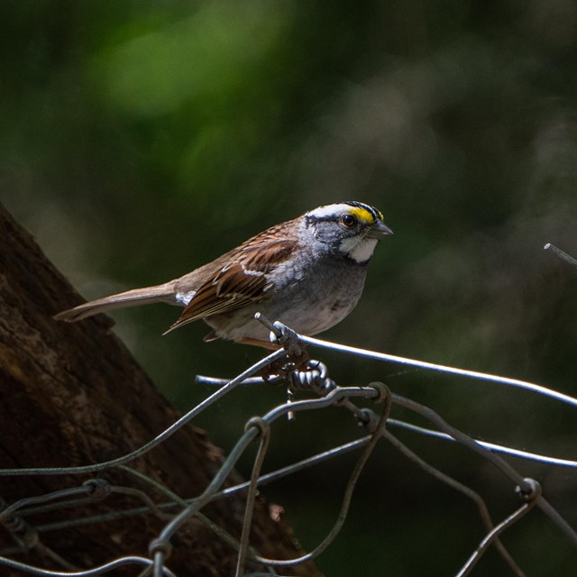 A small bird with a black and white striped head pattern and a white throat perched on a branch.