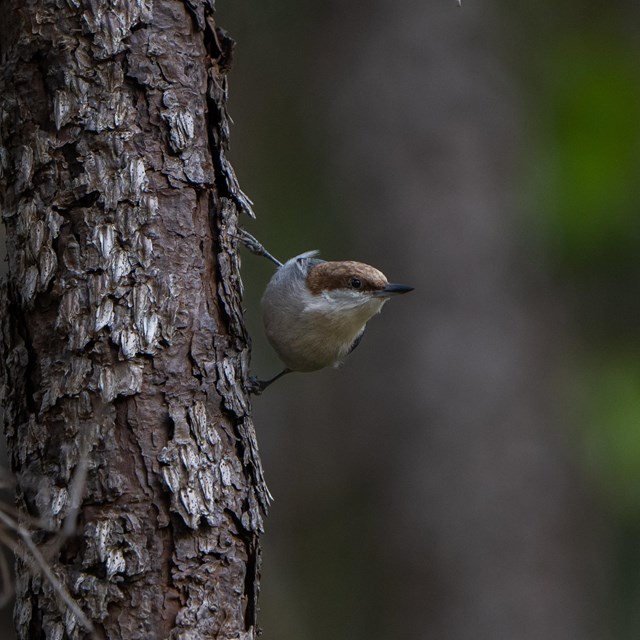 A small brown bird with a white belly and a brown head is perched on the side of a pine tree.