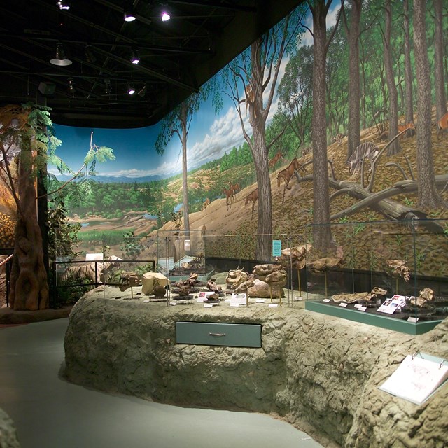 Museum exhibit with fossils in display cases and a mural behind the cases.
