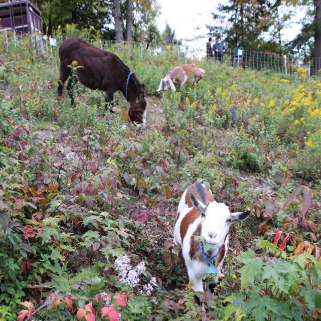 Goats eating vegetation in the lakebed.
